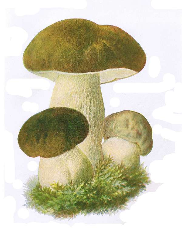 11. Stein-R&ouml;hrling. Steinpilz, Herrenpilz. E&szlig;bar.