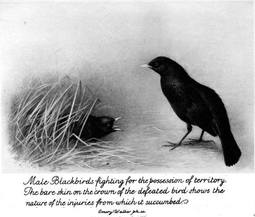 Male Blackbirds fighting for the possession of territory.
The bare skin on the crown of the defeated bird shows the
nature of the injuries from which it succumbed.