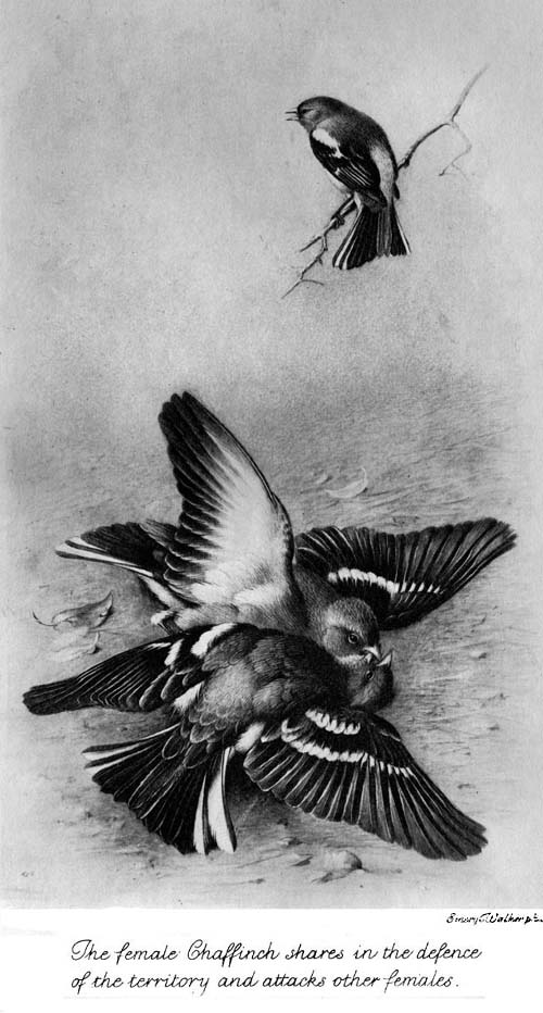 The female Chaffinch shares in the defence
of the territory and attacks other females.