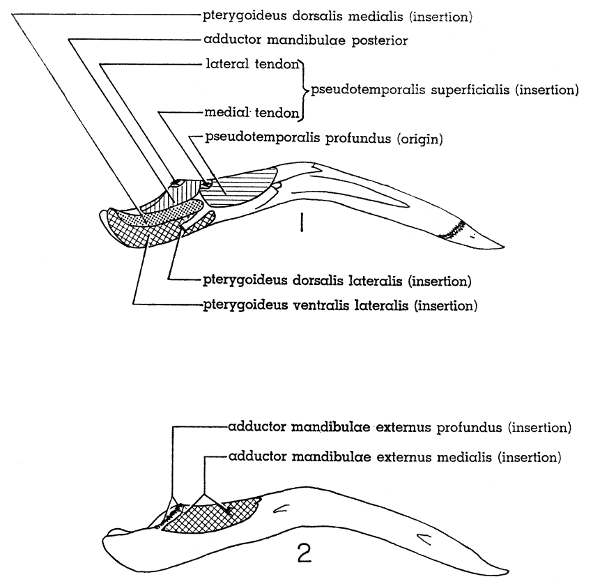 Fig. 1. Medial view of left ramus of lower mandible of Mourning Dove. &times; 2-1/2.

Fig. 2. Lateral view of right ramus of lower mandible of Mourning Dove. &times; 2-1/2.