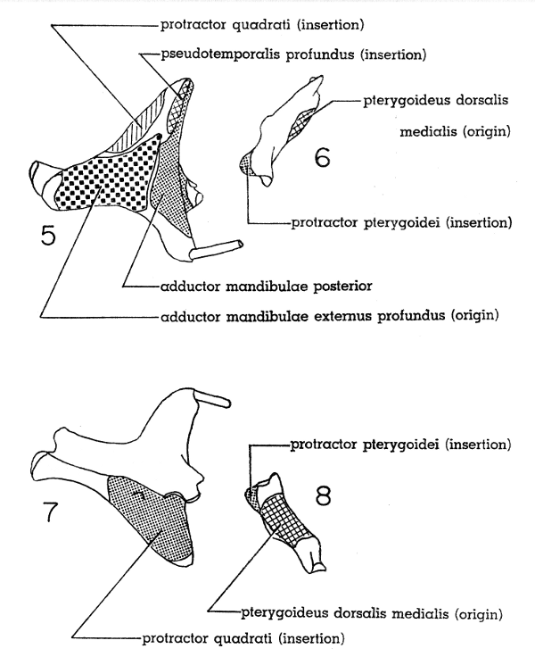 Fig. 5. Dorsal view of right quadrate of Mourning Dove. &times; 5.

Fig. 6. Dorsal view of right pterygoid of Mourning Dove. &times; 5.

Fig. 7. Ventral view of right quadrate of Mourning Dove. &times; 5.

Fig. 8. Ventral view of right pterygoid of Mourning Dove. &times; 5.