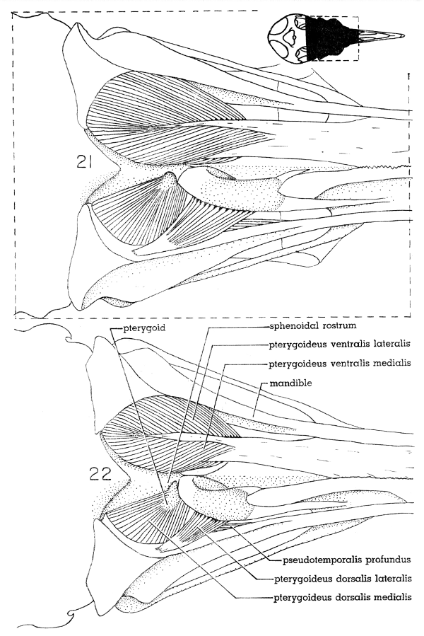 Fig. 21. Ventral view of the jaw musculature of the White-winged Dove
(M. depressor mandibulae not shown). &times; 5.

Fig. 22. Ventral view of the jaw musculature of the Mourning Dove (M.
depressor mandibulae not shown). &times; 5.