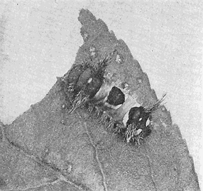 32. The poisonous saddle back caterpillar. Empretia
(Sibine) stimulea. Photograph by M. V. S.