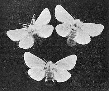 36. Browntail moths. One male and two females. Photograph by
M. V. S.