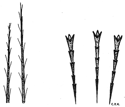 37. (a) Ordinary hairs and three poison hairs of subdorsal
and lateral tubercles of the larva of the
browntail moth. Drawing by Miss Kephart.