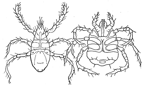 44. Harvest mites. (Larv� of Trombidium). After C. V.
Riley.