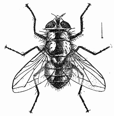 103. Lucilia c�sar, (�3). After Howard.