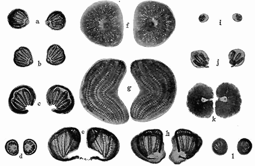 171. Stigmata of the larv� of Muscoidea. Third instar. (a) Cynomyia cadaverina; (b) Phormia regina; (c) Chrysomyia macellaria;
(d) Musca domestica; (e) Sarcophaga sp.; (f) Oestris ovis; (g) Gastrophilus equi; (h) Sarcophaga sp.; (i) Pegomyia
vicina; (j) Protocalliphora azurea; (k) Hypoderma lineata; (l) Muscina stabulans. Magnification for f, g, and k, �25;
all others, �50.
