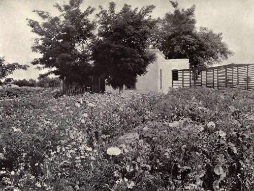 PLATE 142 Las Cruces, N.&nbsp;M. Percy W. Barker, Esq.