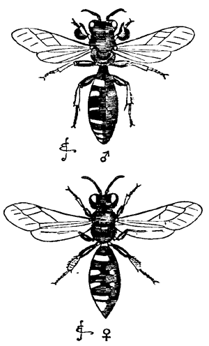 Fig. 8. Crabro cribrarius. Upper figure,
male: lower figure, female.
