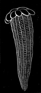 Fig. 14.
Bicidium parasiticum; natural size.