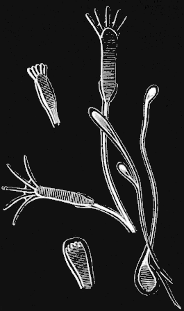 Fig. 83. Young Hydrarium developed from planul&aelig;; magnified.