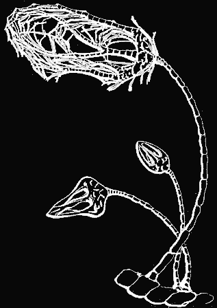 Fig. 154. Magnified view of the group of young Comatul&aelig; of Fig. 153.