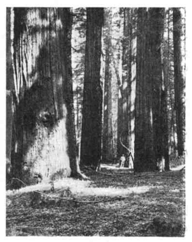 Fig. 30.&mdash;Redwood Forest, California.