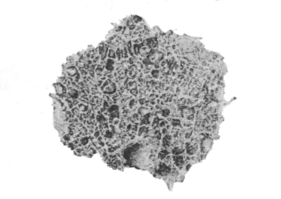 Illustration: Fig. 6.&mdash;Radial section through part of a dried
sponge of Spongilla crassissima (from Calcutta), � 5.