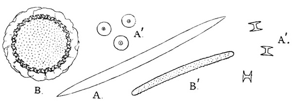 Illustration: Fig.
23.&mdash;A=skeleton-spicule of Trochospongilla latouchiana;
A'=gemmule-spicule of the same species; B=gemmule of T. phillottiana as
seen in optical section from above; B'=skeleton-spicule of same species:
A, A', B' � 240; B � 75. All specimens from Calcutta.