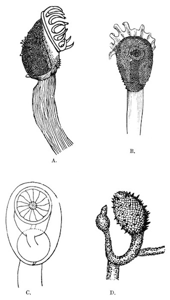 Illustration: Fig.
34.&mdash;Loxosomatoides colonialis, Annandale.