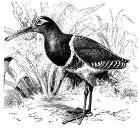 Fig. 60. Rhynch&aelig;a capensis (from Brehm).