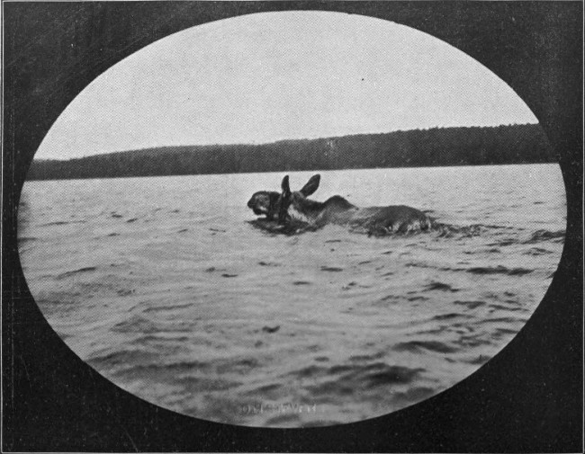 BULL MOOSE SWIMMING MUSQUOCOOK LAKE.

(St. John Waters.)

Photographed from Life.