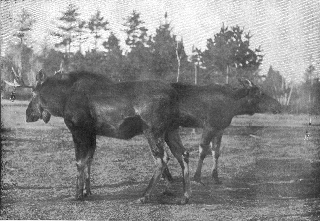 BULL AND COW MOOSE.

Photographed from Life.