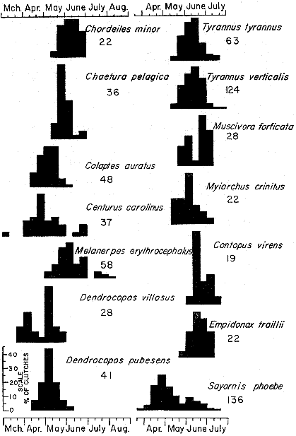 Fig 5.&mdash;Histograms representing breeding schedules of the Common Nighthawk, Chimney Swift, woodpeckers, and flycatchers