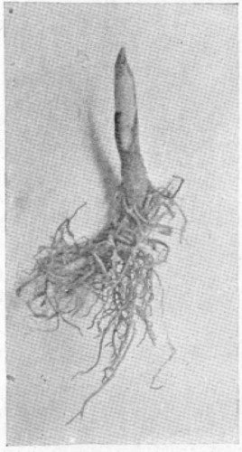 3.&mdash;AFTER A WEEK IN THE FORCING-HOUSE THE BUD BEGINS TO
SWELL.