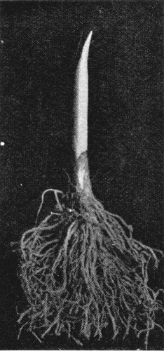 5.&mdash;FOURTEEN DAYS' GROWTH. THE TIGHTLY-FOLDED FOLIAGE LEAVES
AND FLOWER STEM HAVE DEVELOPED.