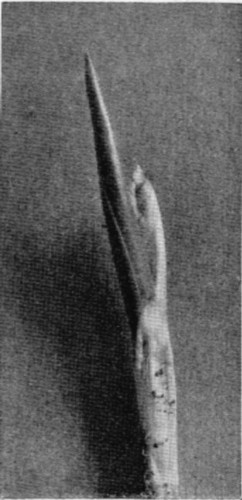 7.&mdash;TWENTY-ONE DAYS' GROWTH. THE FOLIAGE GAINING ITS GREEN
TINT AND THE FLOWER-BUDS SHOWING.