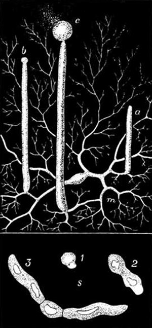 Fig. 23.

Mucor Mucedo, greatly magnified.
(After Sachs and
Brefeld.)

m, Mycelium, or tangle of
threads. a, b, c, Upright tubes
in different stages. c, Spore-case
bursting and sending out
spores. s, 1, 2, 3, A growing
spore, in different stages, starting
a new mycelium.
