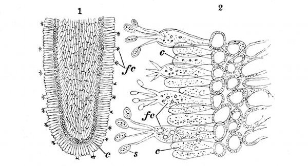 Fig. 27.

1, One of the gills or lamell� of the mushroom slightly magnified,
showing the cells round the edge. c, Cells which do not bear
spores. fc, Fertile cells. 2, A piece of the edge of the same
powerfully magnified, showing how the spores s grow out of the
tip of the fertile cells fc.