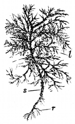 Fig. 32.

A stem of feathery
moss. (From life.)

l, Leaves. s, Stem.
r, Roots.