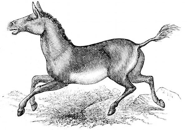 Fig. 74.

Equus hemionus, "Kiang" or "Kulan," the Horse-ass of
Tartary and Tibet. (Brehm.)