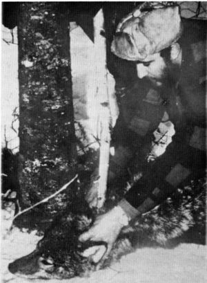Figure 8.&mdash;Once pinned by the forked stick, the
wolf ceased struggling. (Photo courtesy of
Richard Bend.)