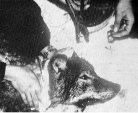 Figure 11.&mdash;Each ear of the wolf was tagged with
identifying numbers. (Photo courtesy of Richard
Bend.)