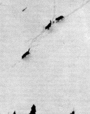 Figure 28.&mdash;A pack of wolves investigating a
scent post. The raised tails indicate their excitement.
(Photo courtesy of L. D. Mech.)