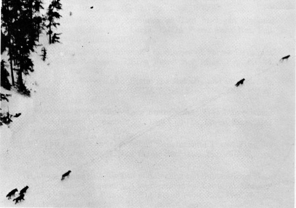 Figure 2.&mdash;A pack of four blacks with two grays (first and third). (Photo
courtesy of John Winship.)