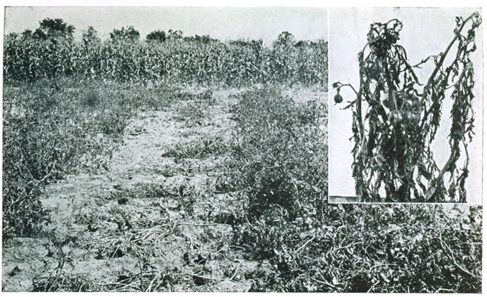 Figure 17.&mdash;Resistance to fusarium wilt. Row on left center is planted to an ordinary variety, row on
right with one of F. J. Pritchard's wilt-resistant selections. Insert shows plant attacked by wilt fungus.