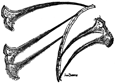 THE STENTORS.&mdash;VERITABLE TRUMPETS.