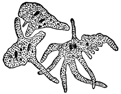 FIG. 1. AM&OElig;BA PRINCEPS, IN DIFFERENT FORMS.