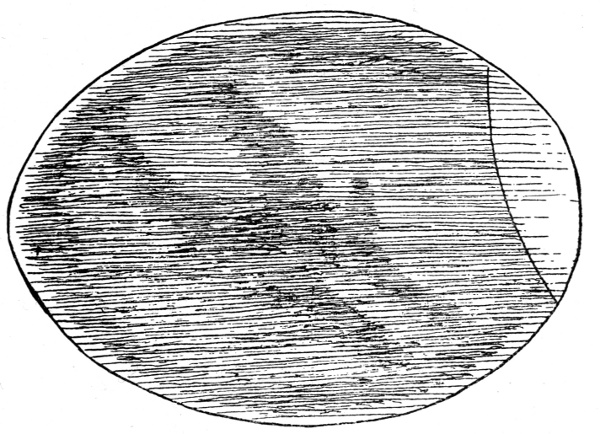 Figure 8.&mdash;Egg After 192 Hours.