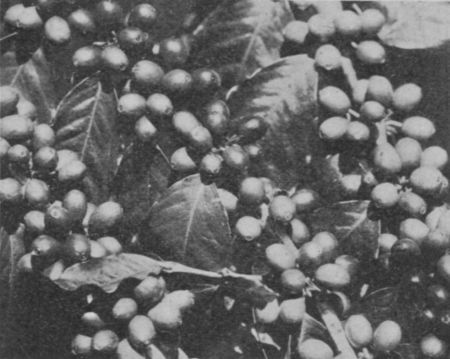 Fig. 36.&mdash;Coffee Berries.