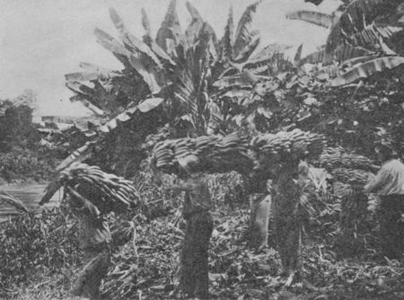 Fig. 51.&mdash;A Banana Plantation.