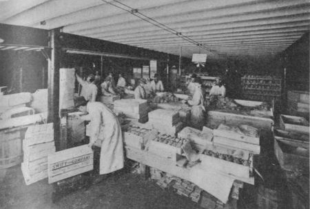 Fig. 16.&mdash;Packing Poultry.