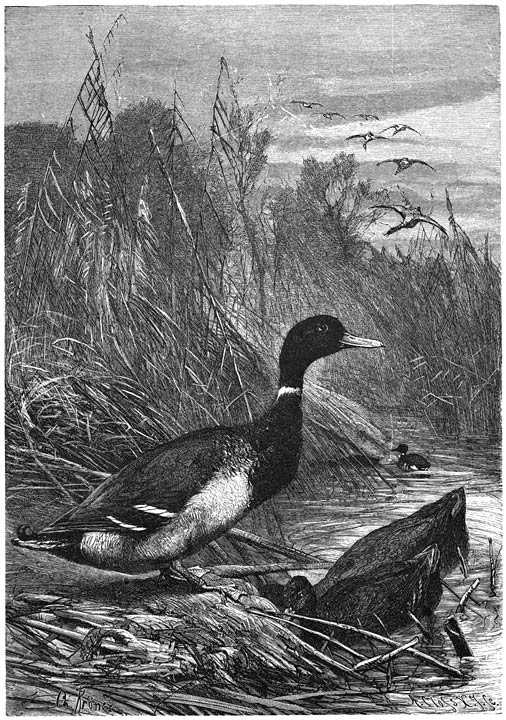 Wilde Eend (Anas boscas). &frac14; v. d. ware grootte.