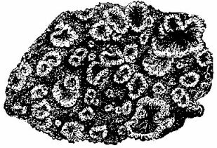 [Illustration:
An incrustration of calcareous and animal matter.]