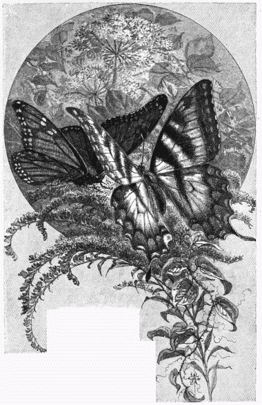 FIG. 77.&mdash;Butterflies. Engraved by F. S. King.