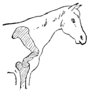 Fig. 6.&mdash;Straight or upright
shoulder. The angle at the joint being more than 45°.