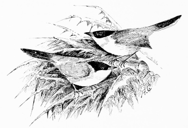 SYLVIA MELANOCEPHALA

(Sardinian warbler; conspicuous by its strong colour-contrasts.)