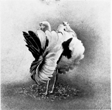 Final Position.
Great Bustard “SHEWING-OFF”&mdash;FROM LIFE.