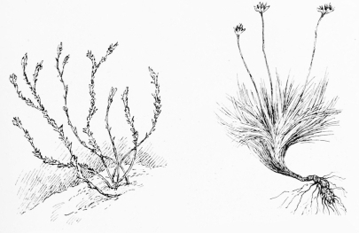 ALTABACA (Scrofularia)

The starveling shrub that grows in sand.